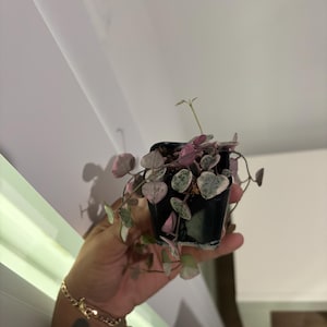 Thessalonia added a photo of their purchase