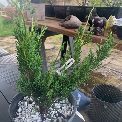 Little Giant Dwarf Arborvitae (Thuja Occidentalis) – Live Plant In 2.5 QT Fabric Grow Bag