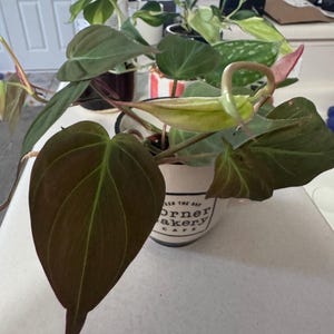 rachel added a photo of their purchase