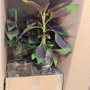 Heather added a photo of their purchase