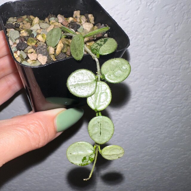 Hoya serpens (Silver) | 2-Inch – Hoya Treasures