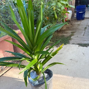 Juliana added a photo of their purchase