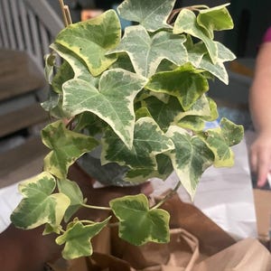 Watkins, added a photo of their purchase