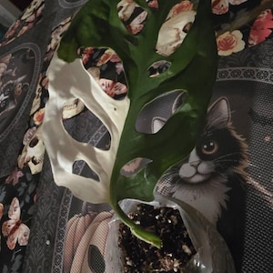 Alexa added a photo of their purchase