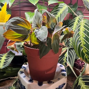 Teri added a photo of their purchase
