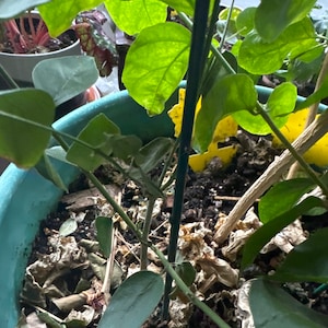 Rothtana added a photo of their purchase