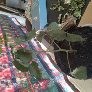 Raymond added a photo of their purchase