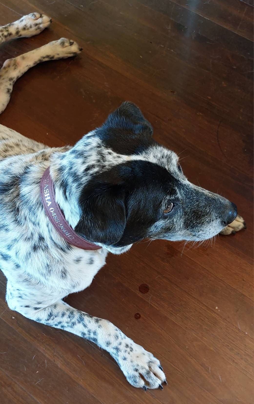 Personalized Leather Dog Collar, Personalized Dog Collar, Genuine Leather Dog Collar, Engraved Leather Dog Collar, Customized Dog Collar