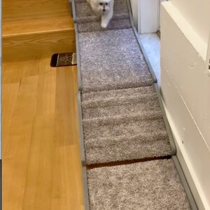 Strong 36 Ramp With or W/O Traction Bumps, FREE SHIP Dog Cat Pet, Dog ...