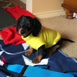 dachshund season pants