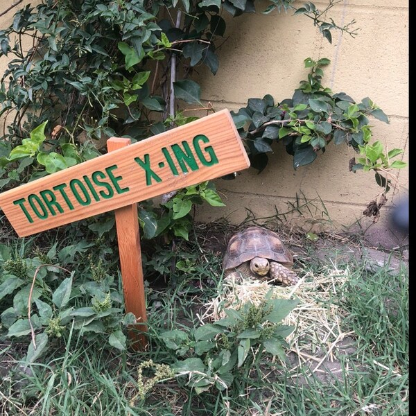 TURTLE X-ING Caution Sign, TORTOISE Yard Sign, Hand Routed Green Sign ...