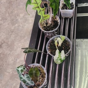 Amber ha añadido una foto de su compra