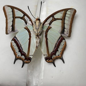 Antherina Suraka Pink Bullseye Saturn Moth Male Madagascar - Etsy
