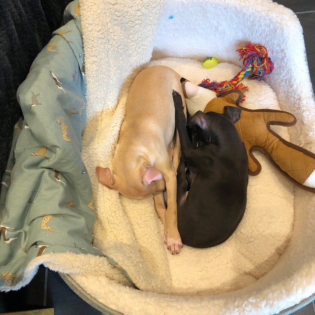 Sophie allport dog blanket hotsell