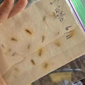 Caileigh ha añadido una foto de su compra