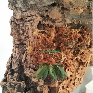 Roberto added a photo of their purchase