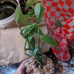 J ha añadido una foto de su compra