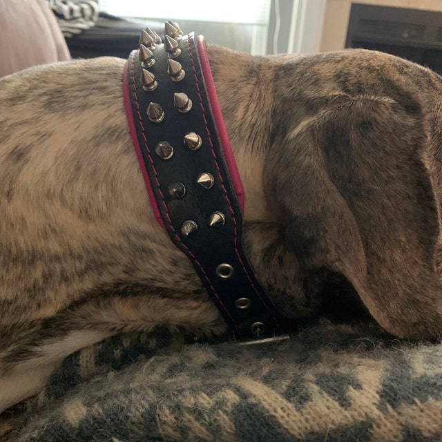 Bestia Frenchie Collar: スパイク付きハンドメイドレザー犬用首輪