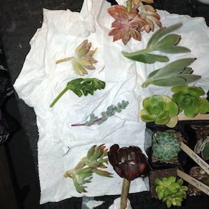 kayla added a photo of their purchase