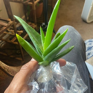 agave shop Buy Century Plant Phoenix, AZ | Agave americana
