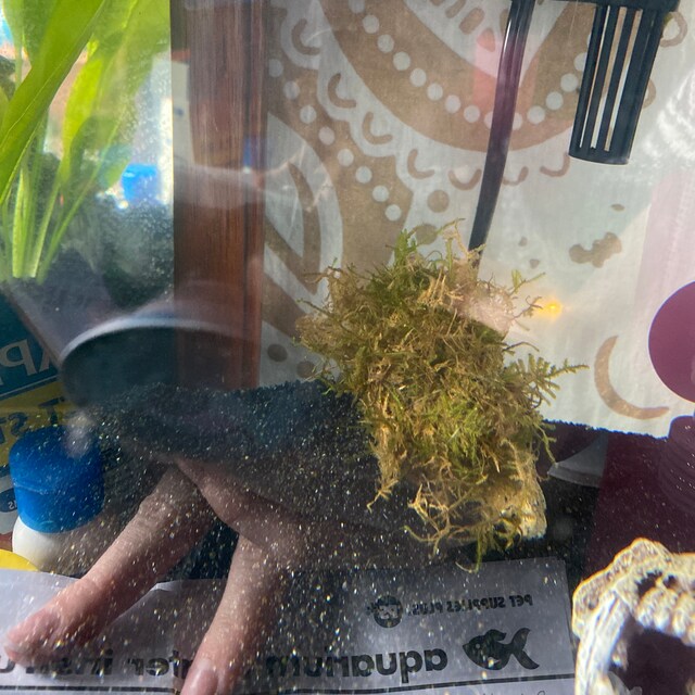 Here are my TOP 3 BEGINNER Aquarium Plants! What are