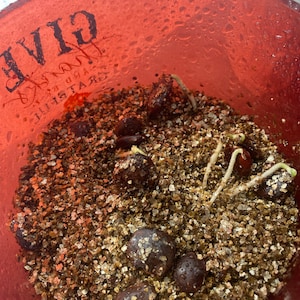 Joanne hat ein Foto des gekauften Artikels hinzugefügt