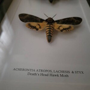 Timothy hat ein Foto des gekauften Artikels hinzugefügt