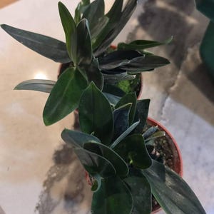 Lenna added a photo of their purchase