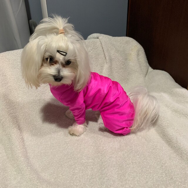 DoggieDirtShirt Etsy