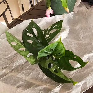 Vicki さんが購入した商品の写真を追加しました