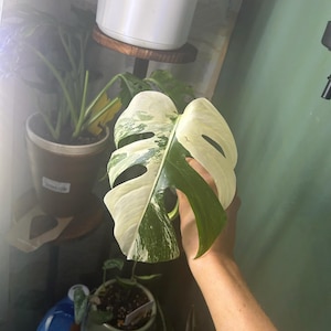 Molly added a photo of their purchase