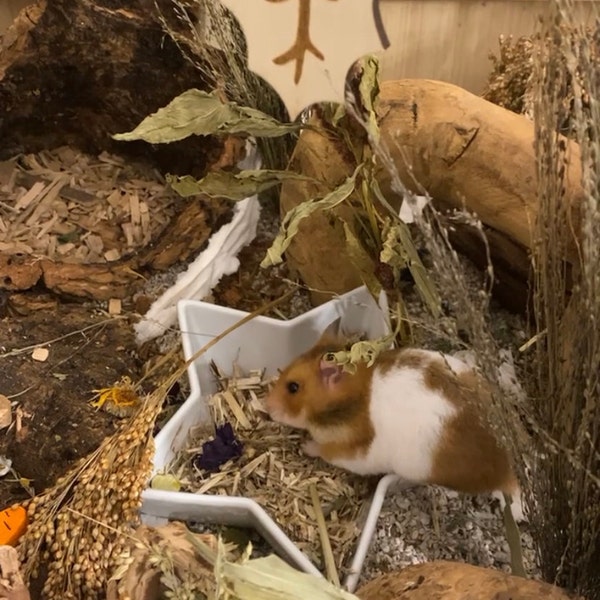 Picture of DIY Cardboard Hamster Cabin: Enrichment Hide House Cage Accessory - Etsy