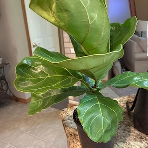 Terri added a photo of their purchase