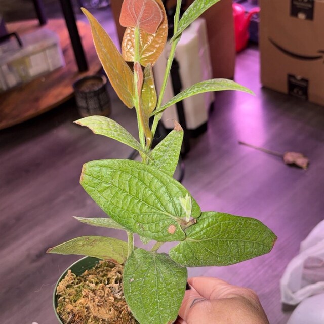 Ceratostema Lanigerum 'neotropical Blueberry' - Assorted 4 Inch