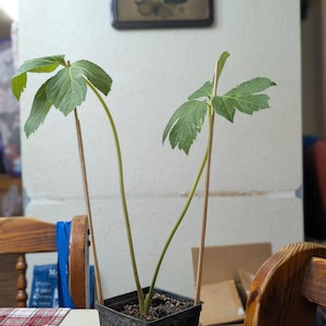 albert added a photo of their purchase