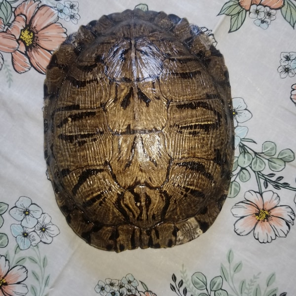 1 Real Animal Red Ear Slider Turtle Shell Part Bone Armor Water ...