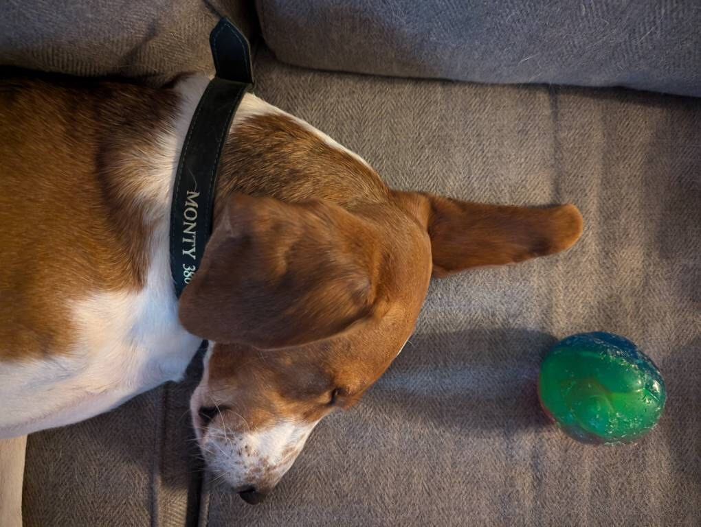 Personalized Leather Dog Collar, Personalized Dog Collar, Genuine Leather Dog Collar, Engraved Leather Dog Collar, Customized Dog Collar