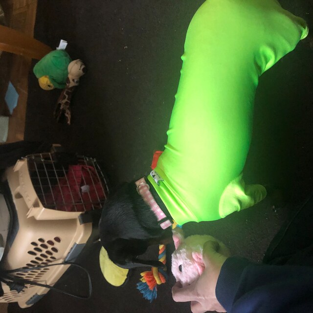 DoggieDirtShirt Etsy