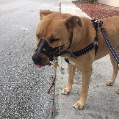 Handmade Dog Muzzle A Dog Muzzle and 1 Adjustable Fixed Rope Double ...