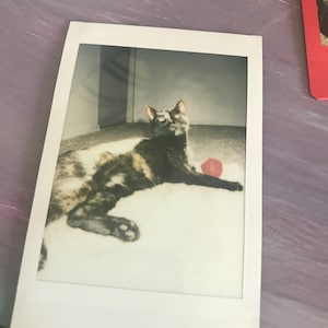 Mitch added a photo of their purchase