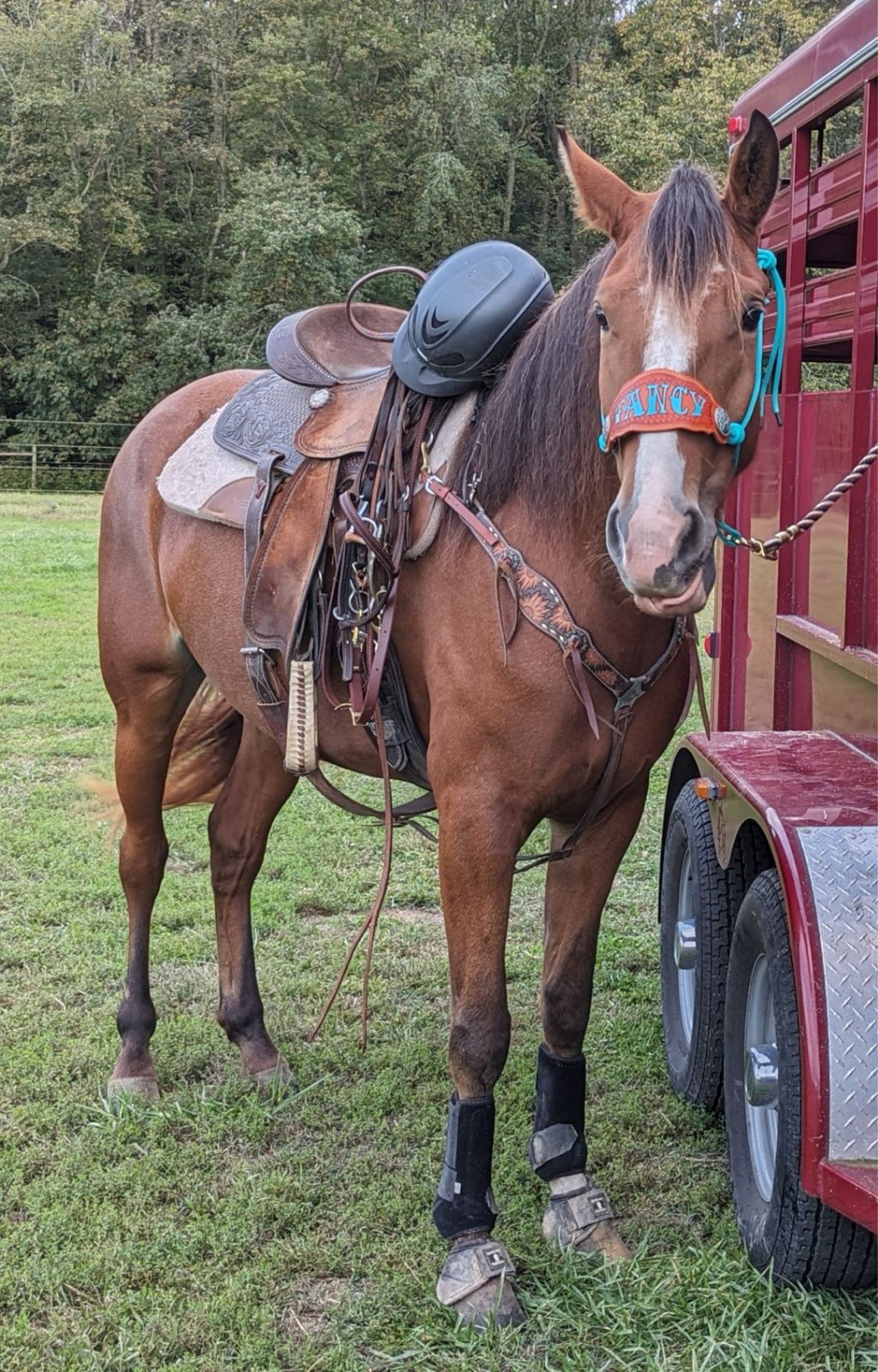 Custom Bronc Noseband with Premium Yacht Rope Halter