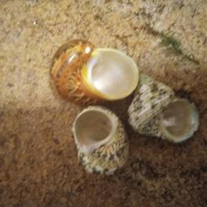 Amanda added a photo of their purchase