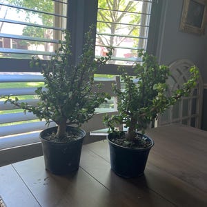 Sylvia さんが購入した商品の写真を追加しました