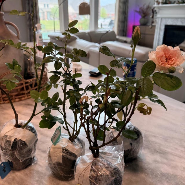 Mon Coeur 我的心モン クゥール Fragrance. Japanese Rose Continue