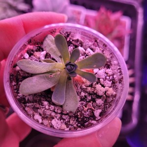 Olga added a photo of their purchase