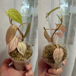 Erin added a photo of their purchase