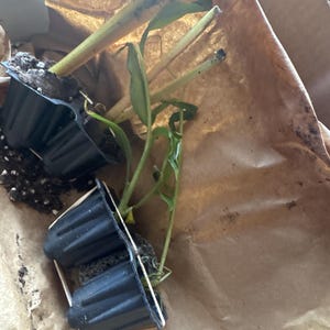 Dondrea added a photo of their purchase
