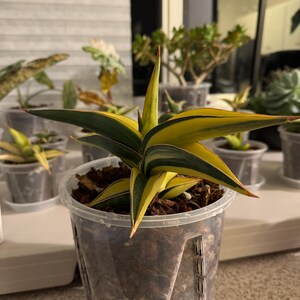Sansevieria Johannesburg Variegated Rare Uniqe Snake Plant - Etsy