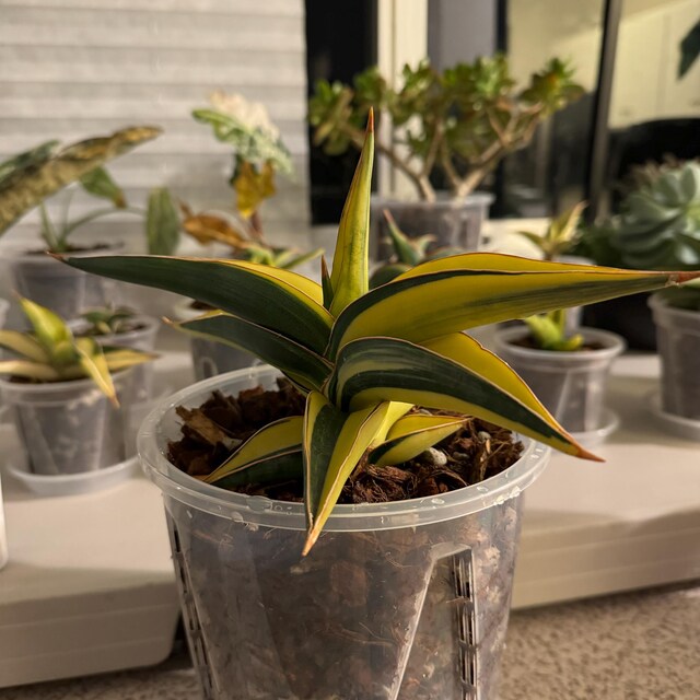 Sansevieria Johannesburg Variegated Rare Uniqe Snake Plant - Etsy