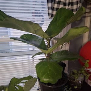 Dianne added a photo of their purchase